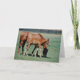 FRIENDLY HORSES CARD