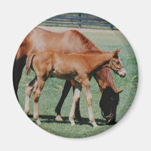 FRIENDLY HORSES MAGNET