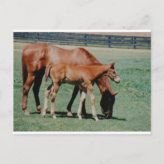 FRIENDLY HORSES POSTCARD (Front)
