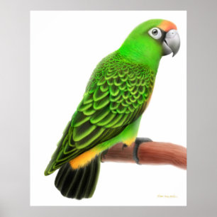 Friendly Jardines Parrot Print