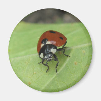 Friendly Ladybug Magnet