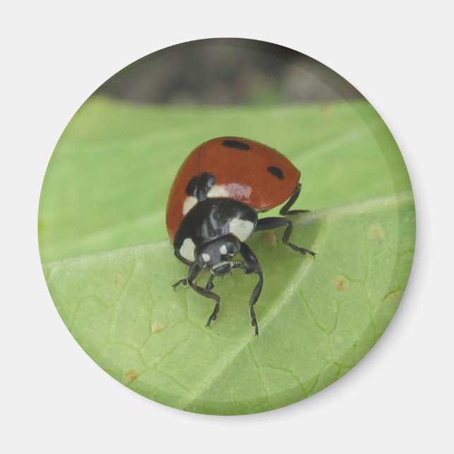 Friendly Ladybug Magnet (Front)