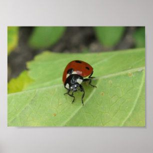 Friendly Ladybug Poster