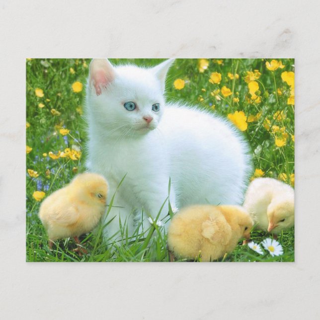 Friendly Loyal Absolutely Keen Postcard (Front)