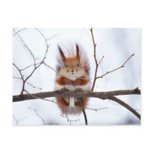 Friendly Red Squirrel