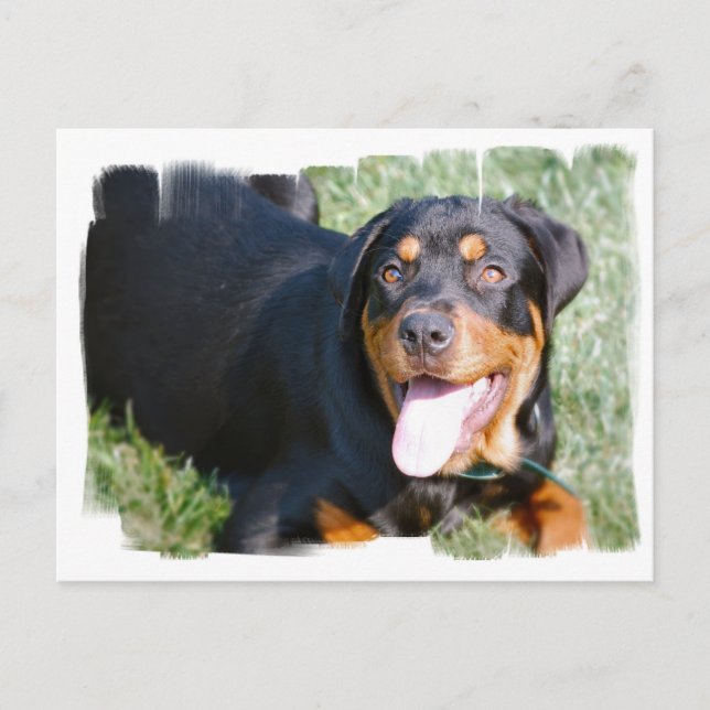 Friendly Rottweiler Postcard (Front)
