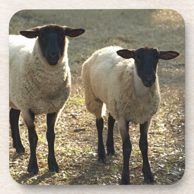 Friendly Suffolk Sheep Pasture Barnyard Late Sun Coaster (Front)