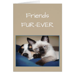 FRIENDS FOREVER OR Fur-ever Dog & Cat Humor