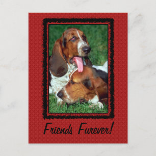 Friends Furever [Forever] Postcard