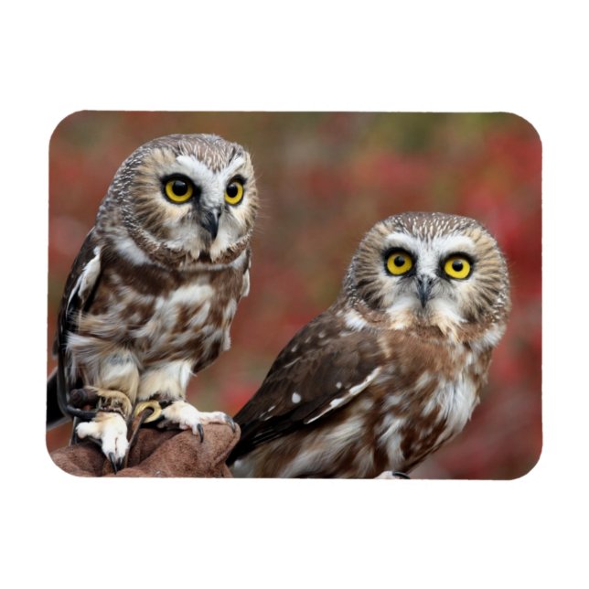 Friends Magnet (Horizontal)