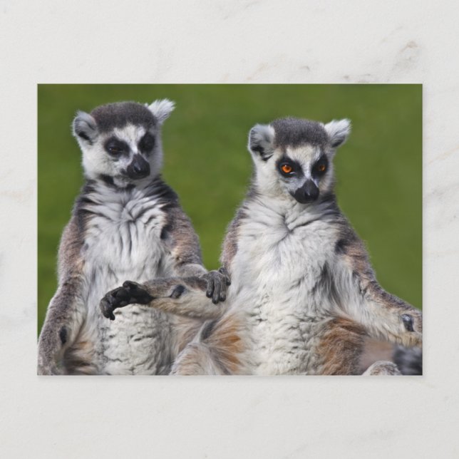 Friends Postcard (Front)