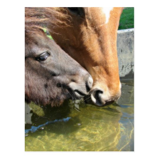 Friends Share A Drink Horses Postcard