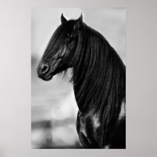 Friesian black stallion horse poster