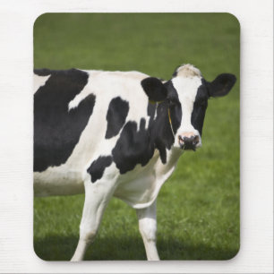 Friesian cow mouse mat