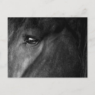 friesian horse eye postcard