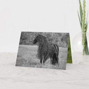 Friesian Horse Looks Card