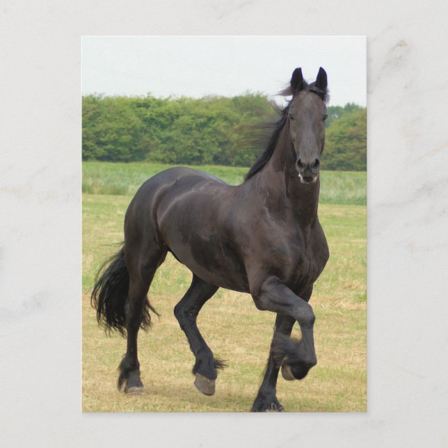Friesian Horse Postcard (Front)