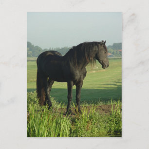 Friesian Horse Postcard