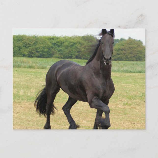 Friesian Horse Postcard (Front)