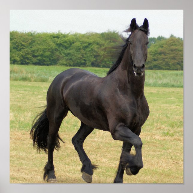 Friesian Horse Poster (Front)