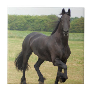Friesian Horse Tile