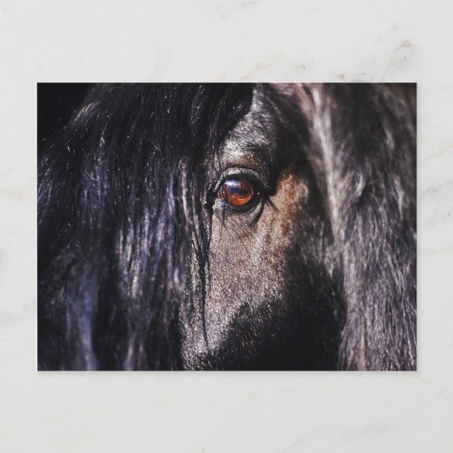 friesian horses eye postcard (Front)