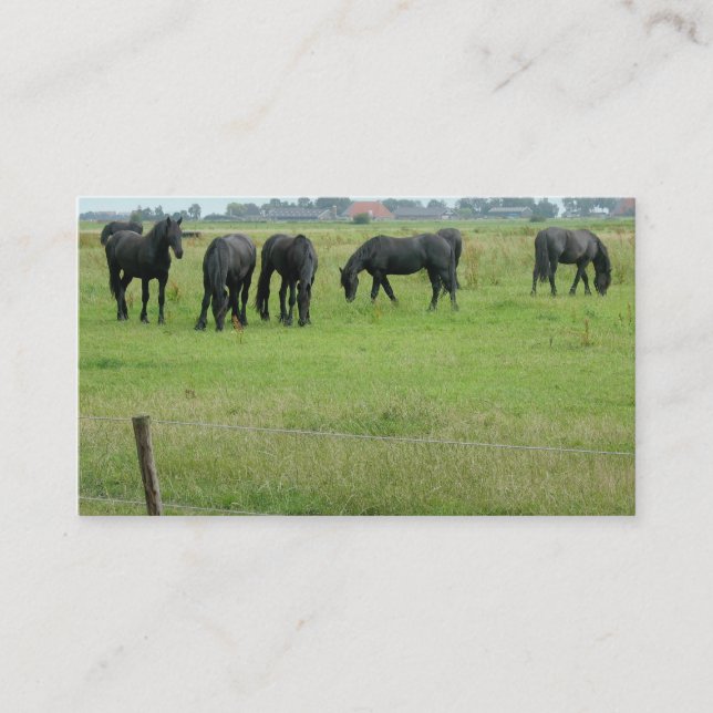 Friesian Horses in Green Meadow Small Photo Card (Front)