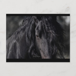 Friesian Image Postcard