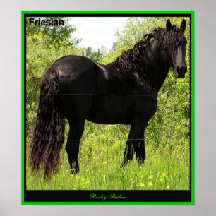 Friesian Photo Print