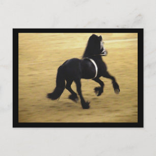 Friesian Postcard