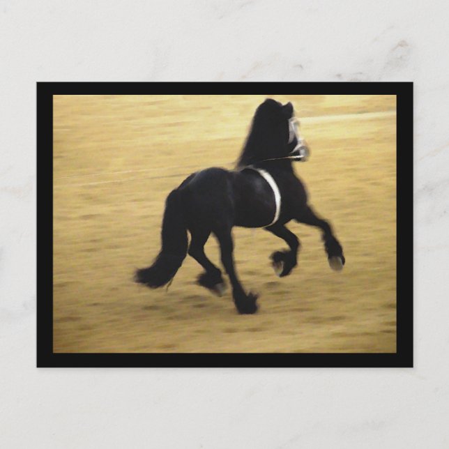 Friesian Postcard (Front)