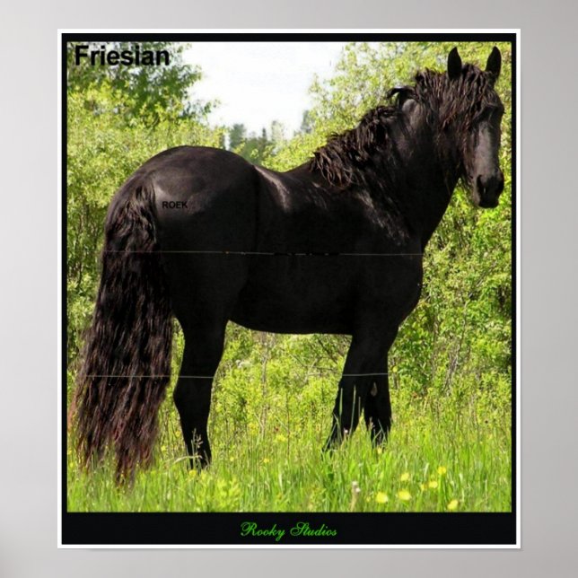 Friesian Poster (Front)