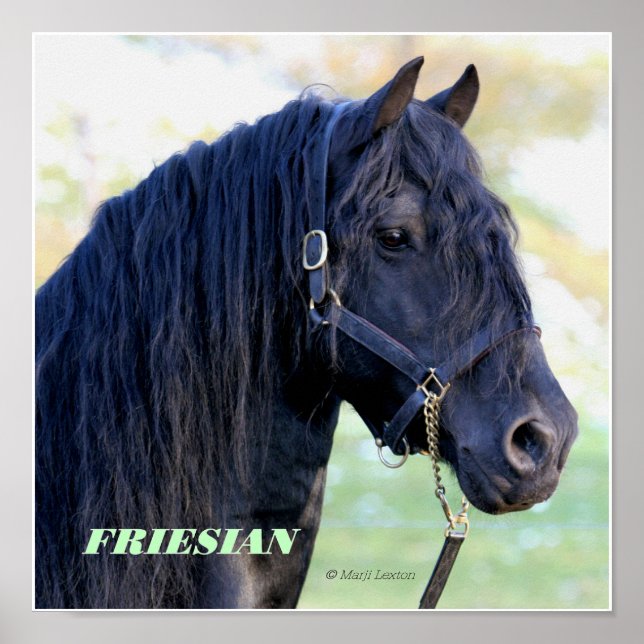Friesian Poster (Front)