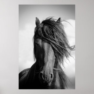 Friesian stallion in the wind. poster
