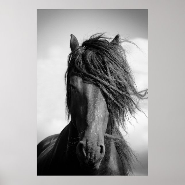 Friesian stallion in the wind. poster (Front)