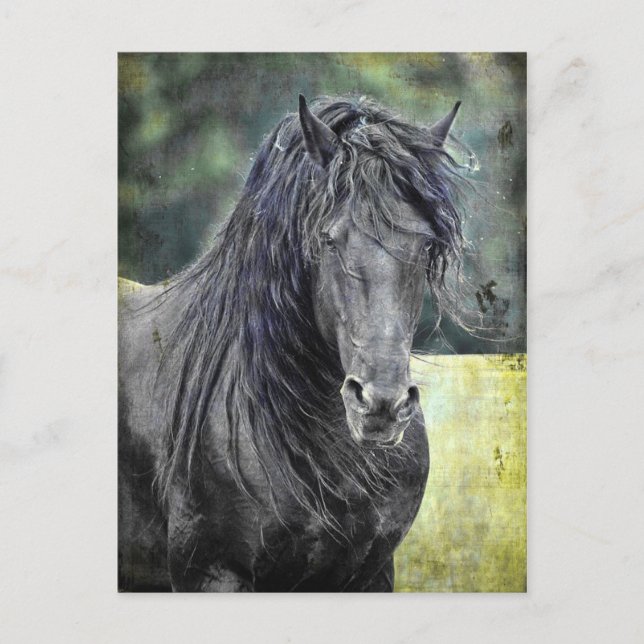 Friesian Stallion Postcard (Front)