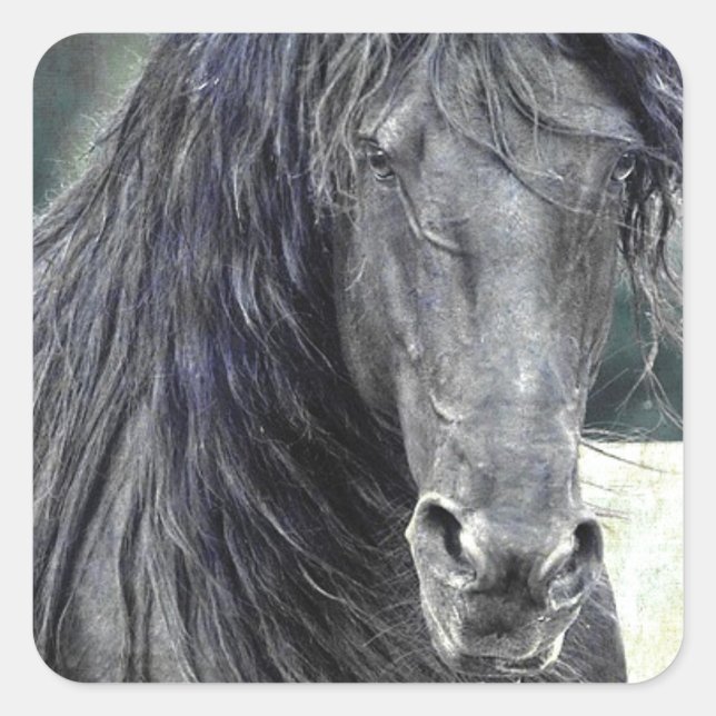 Friesian Stallion Square Sticker (Front)
