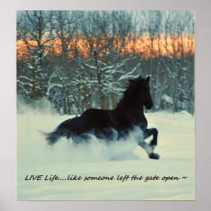 Friesian Winter Frolic Poster