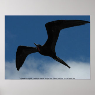 Frigate Bird (Fragata), Galapagos Islands 1 Poster