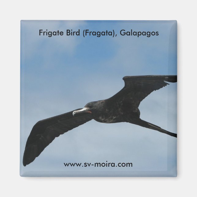 Frigate Bird (Fragata), Galapagos Islands 3 Magnet (Front)