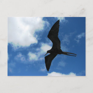 Frigate Bird (Fragata), Galapagos Postcard