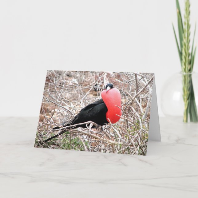 Frigate Bird (Fragata) in Mating Display Galapagos Card (Front)