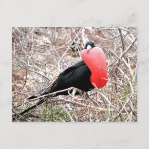 Frigate Bird (Fragata) in Mating Display Galapagos Postcard
