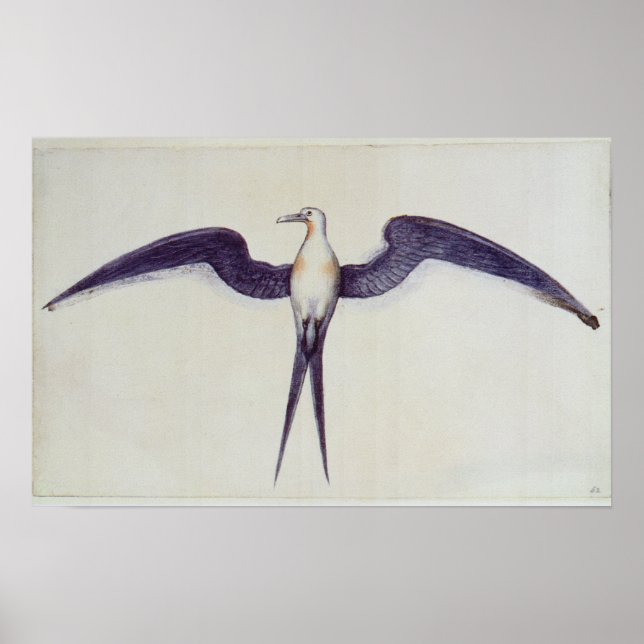 Frigate Bird Poster (Front)