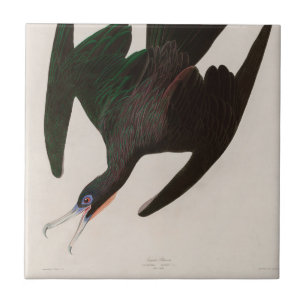 Frigate Pelican Birds of America Audubon Print Tile