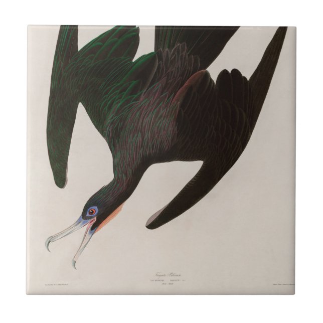 Frigate Pelican Birds of America Audubon Print Tile (Front)
