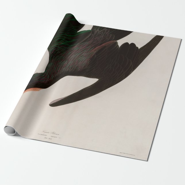 Frigate Pelican Birds of America Audubon Print Wrapping Paper (Unrolled)