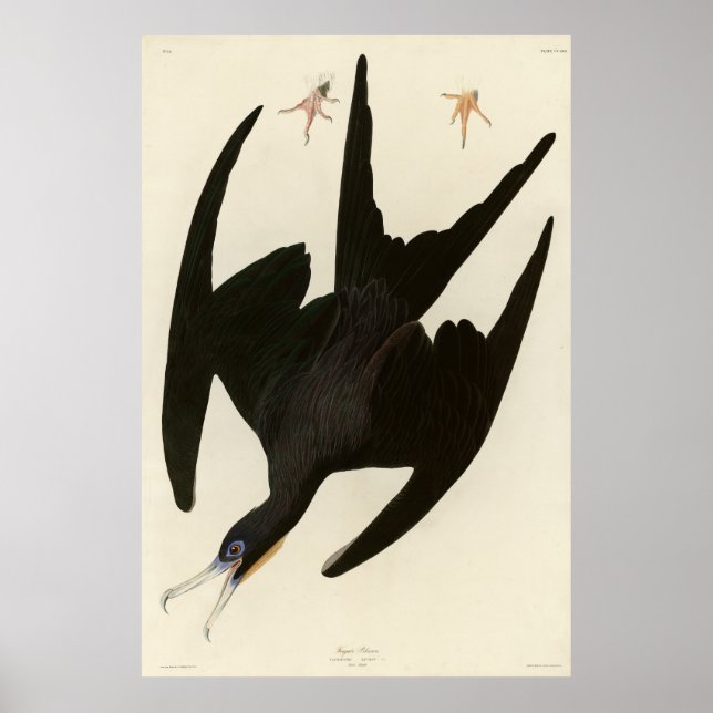 Frigate Pelican (Magnificent Frigatebird) Audubon Poster (Front)