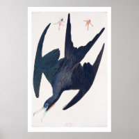 Frigate Penguin