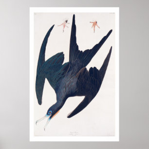 Frigate Penguin Poster